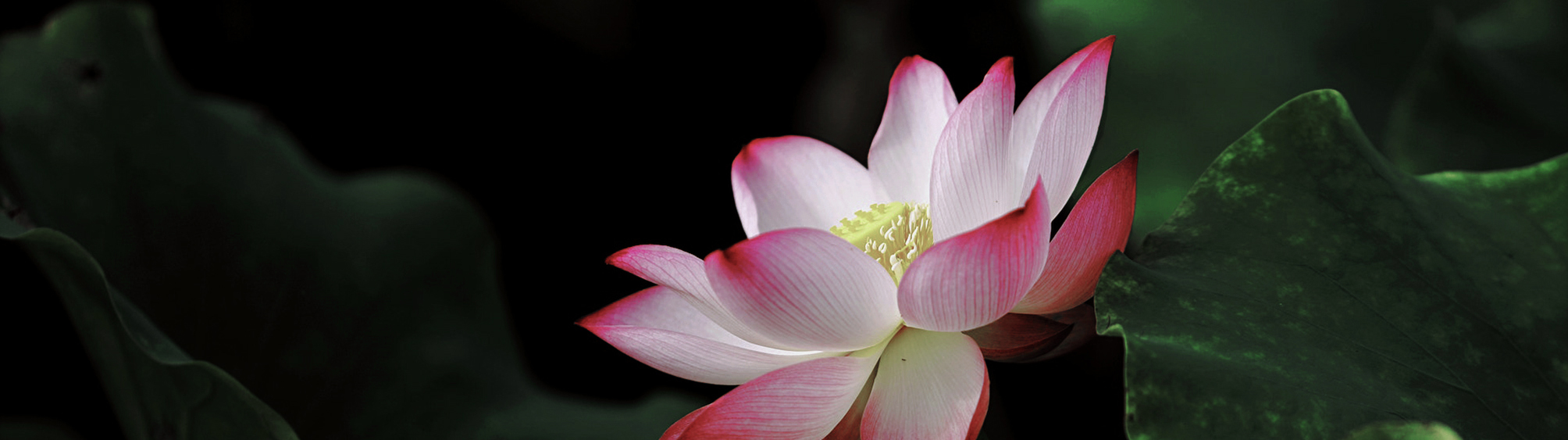 Sein volles Potenzial entfalten wie der Lotus beim Personal Yoga mit Sarah Wieck Berlin